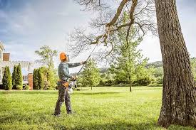 How Our Tree Care Process Works  in  Avondale Estates, GA