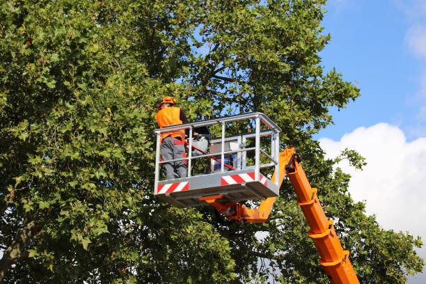 Best Tree Risk Assessment  in Avondale Estates, GA